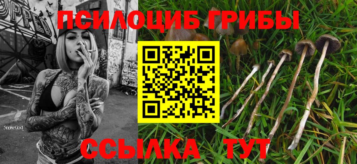 Галлюциногенные грибы Psilocybe  Вход с VPN  Мариинск 